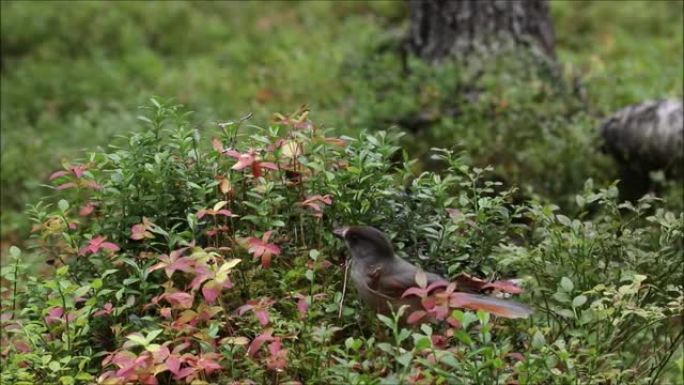 好奇的针叶林鸟西伯利亚杰伊，Perisoreus infaustus在Kuusamo附近的秋叶中从森