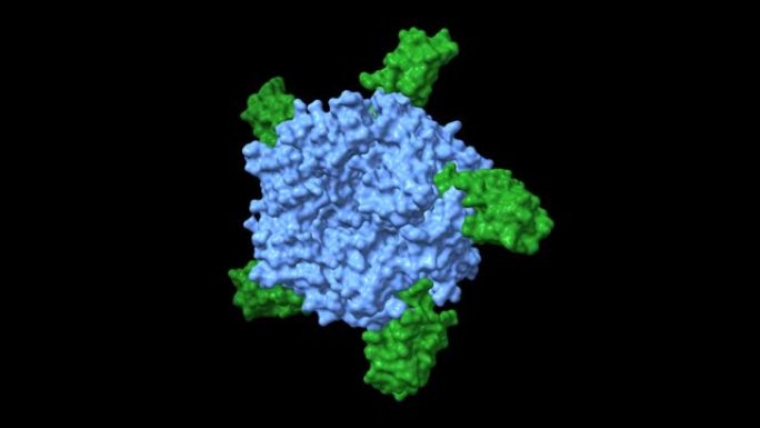 a-cobratoxin (绿色)-AChBP (蓝色) 配合物的晶体结构