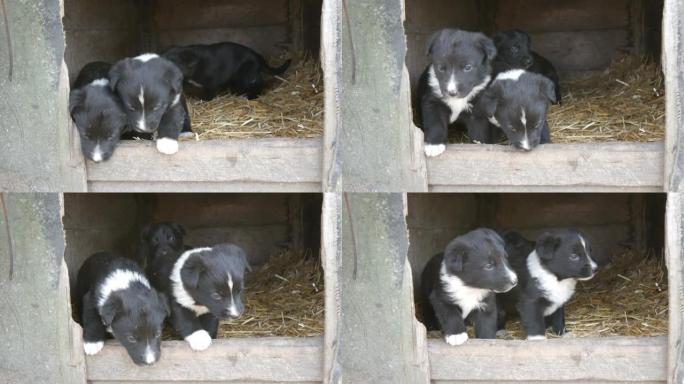 三只可爱的有趣的小黑白小狗在狗窝里玩耍和四处张望