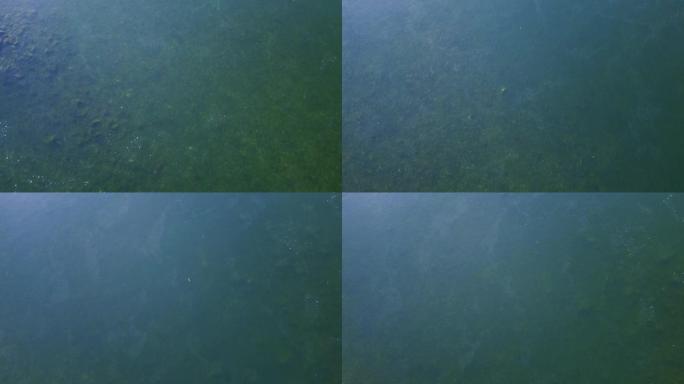 鲑鱼清澈的弗雷泽河的俯视图