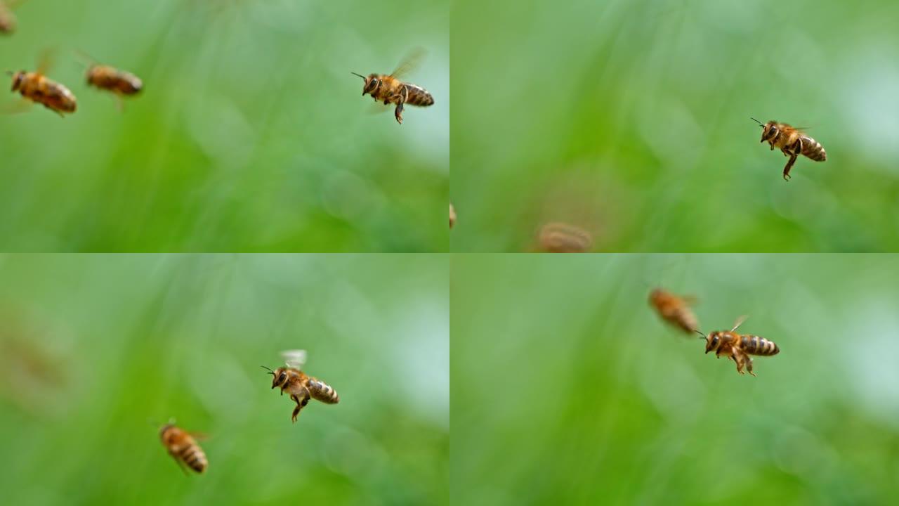 蜜蜂飞行的超慢动作