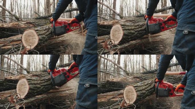 伐木工人锯掉了砍伐的树干，特写镜头