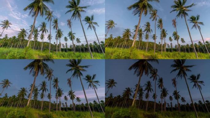椰子树荒芜的海湾上的延时日落场景