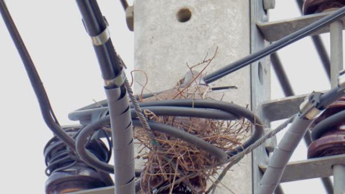 领鸽坐在电线上的巢中