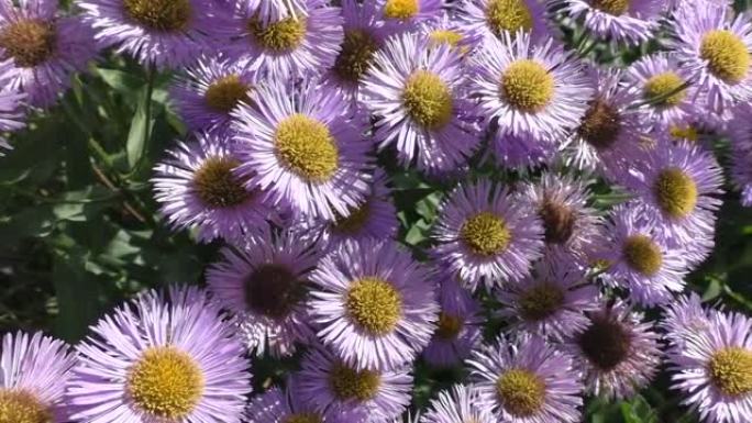 山竹紫苑，或作假紫苑 (Aster alpinus)，是紫苑属双子叶植物的一种。分类名称最早由瑞典分
