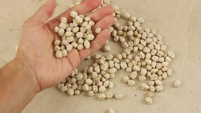 手拿起棕榈中的鹰嘴豆种子并将其分类，干鹰嘴豆在工艺纸上，俯视图特写，素食主义者或素食主义者的良好植物