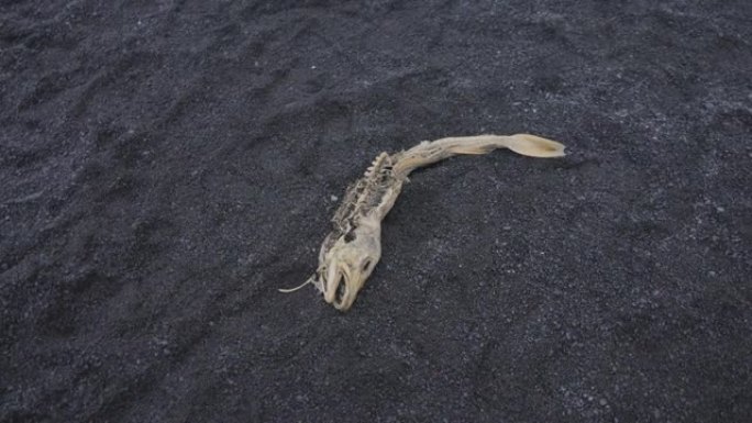 鱼骨架躺在冰岛Reynisfjara黑沙滩上的黑沙上