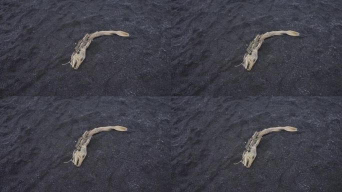 鱼骨架躺在冰岛Reynisfjara黑沙滩上的黑沙上