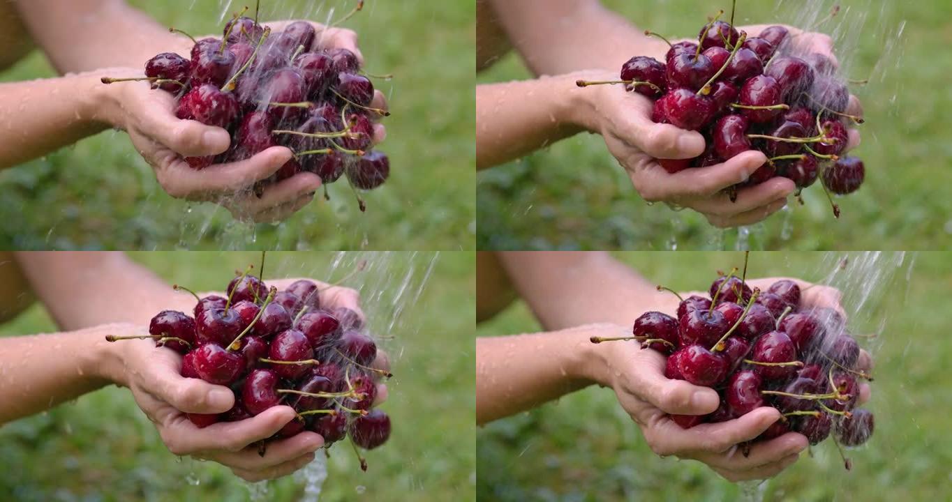 有机花园的收获。女人用手用水洗樱桃。樱桃浆果的新鲜收获。农民用水清洗新鲜的有机彩色樱桃浆果，特写浆果