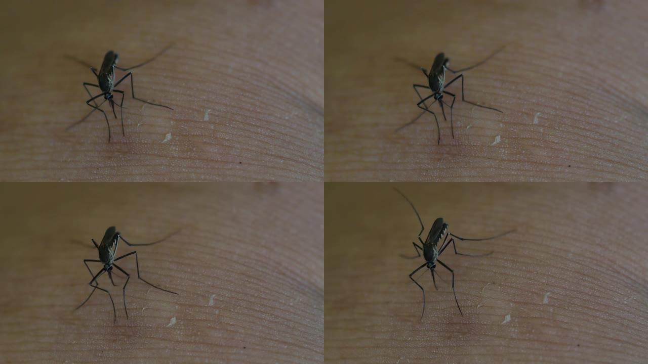 伊蚊试图穿透人类皮肤吸血。