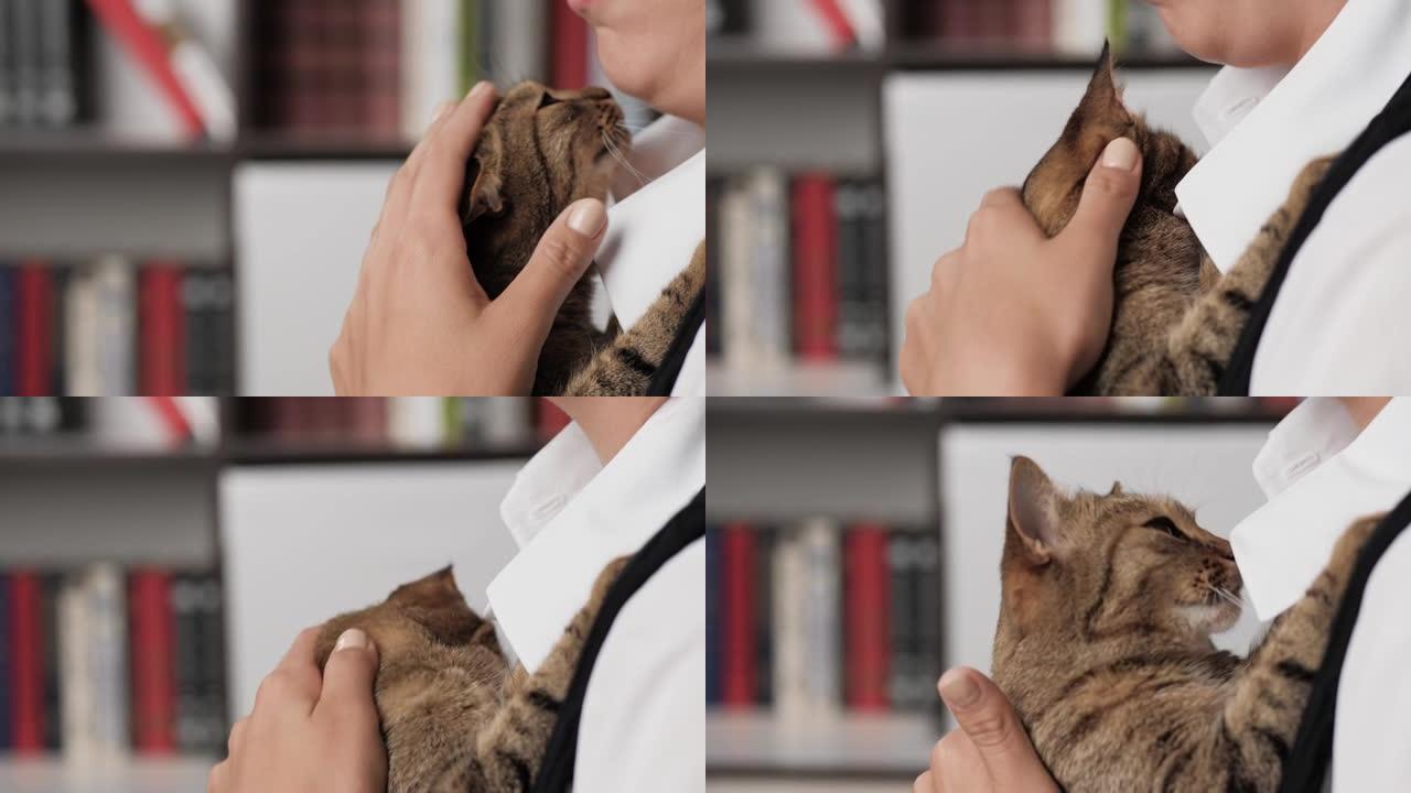 抚摸猫的女人。女性双手的侧视图握住美丽的猫，用铅手在头发上，猫爬到下巴。特写
