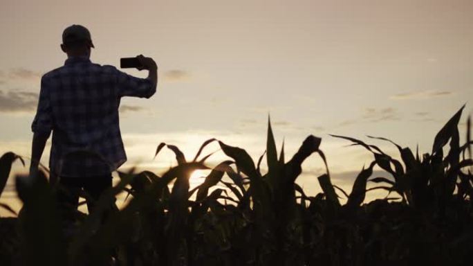站在玉米田里的农民的剪影用智能手机拍照