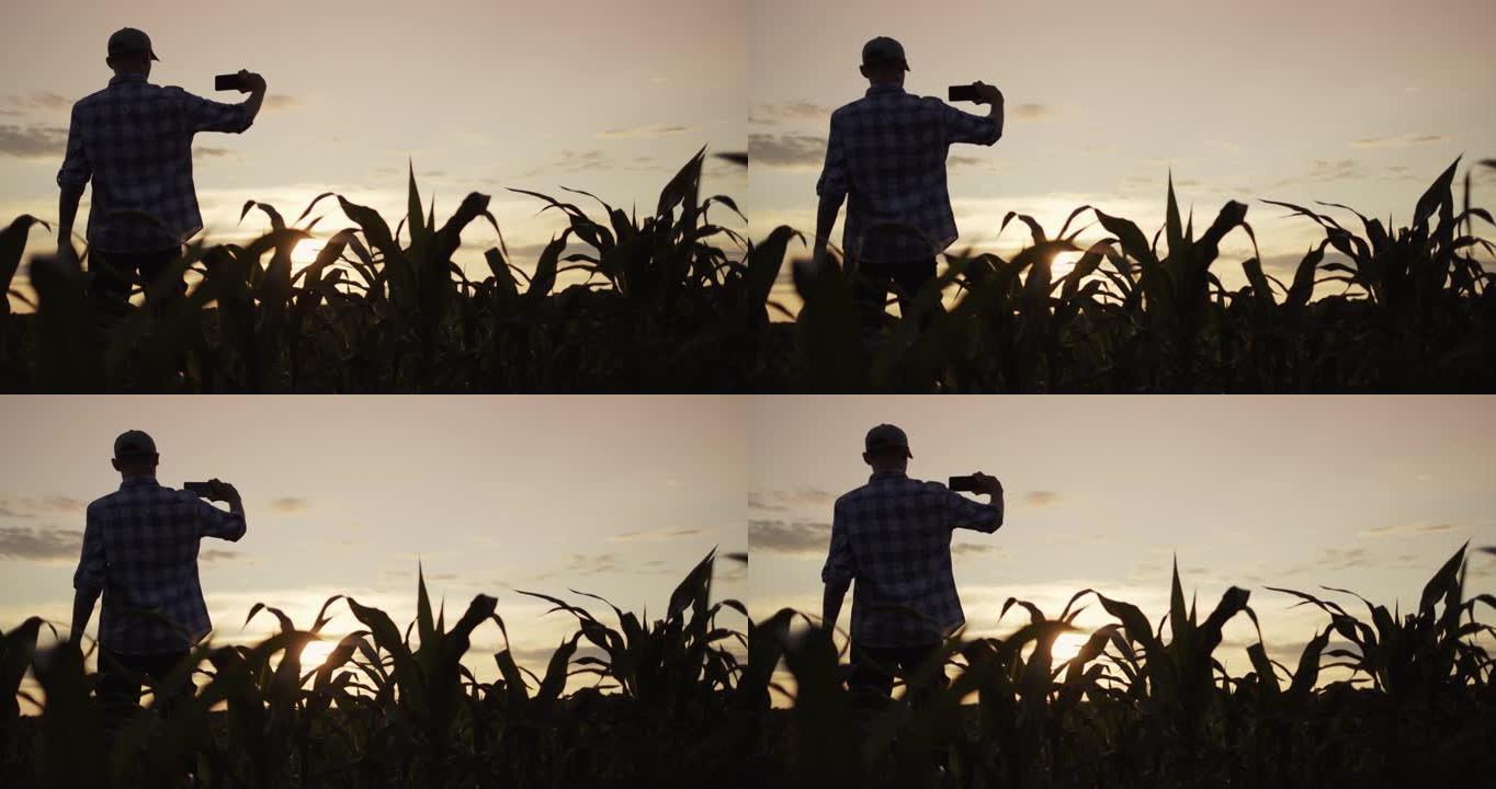 站在玉米田里的农民的剪影用智能手机拍照