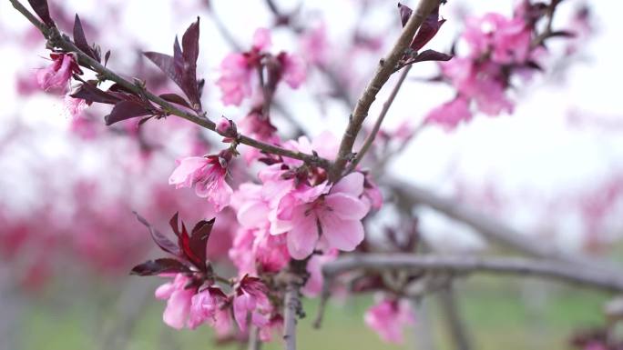 春游 惬意生活 桃花 吊床