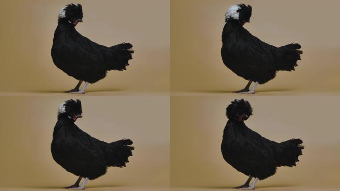 黑白凤头波兰鸡在米色背景工作室的白色背景下。有华丽独特发型的凤头鸟。可触摸动物园里欢快的家禽。慢动作