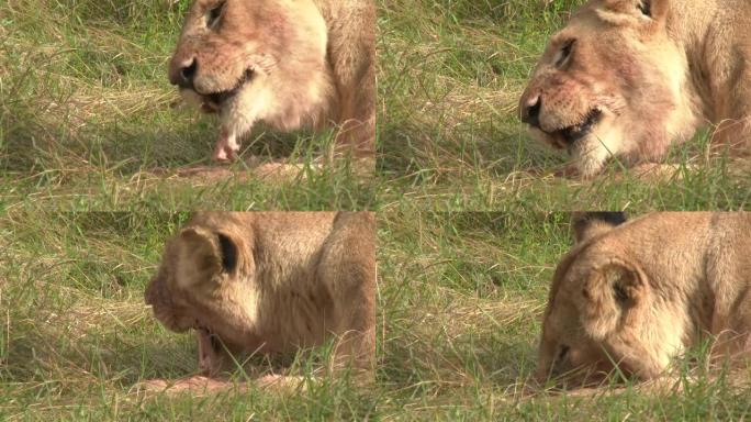 非洲狮子咀嚼骨头