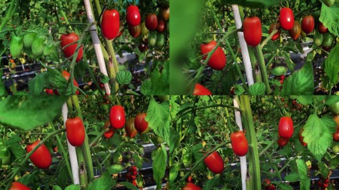 在美丽的现代园艺温室中生长的番茄，新的农业技术