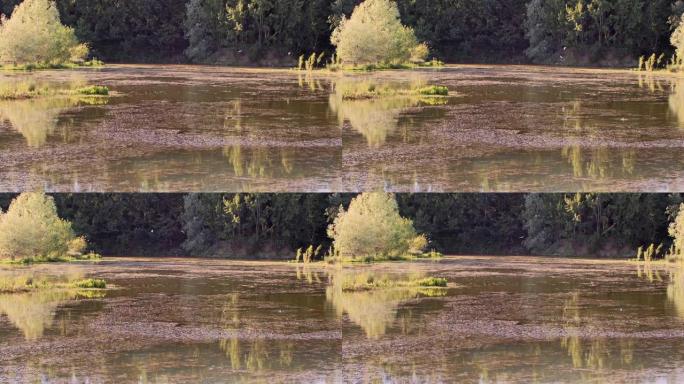 池塘附近的树木和自发的绿色植被以及水镜中的反射-慢动作