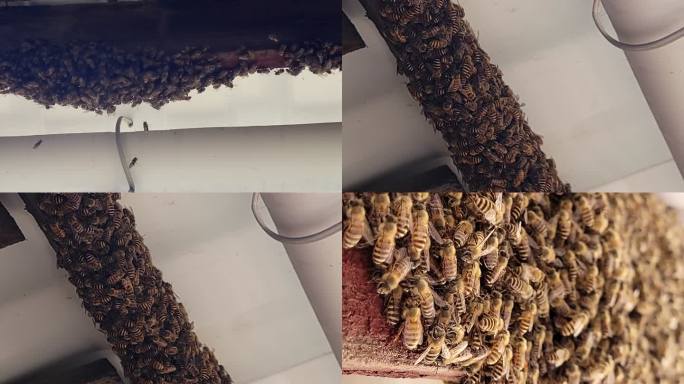 春天·小蜜蜂到我家搭伙盖房子了