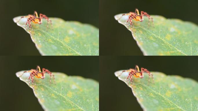 跳跃蜘蛛的特写微距实拍小虫子昆虫