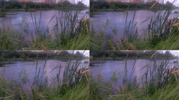 池塘边的芦苇草