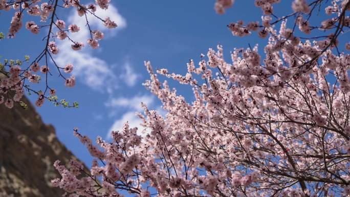 4k蓝天下的杏花雨盛开的花树