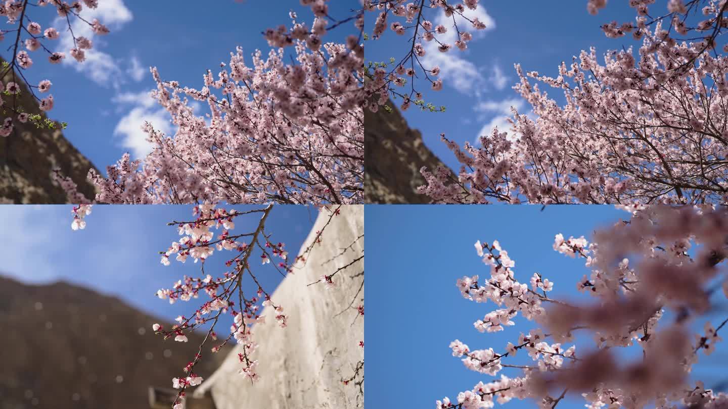 4k蓝天下的杏花雨盛开的花树