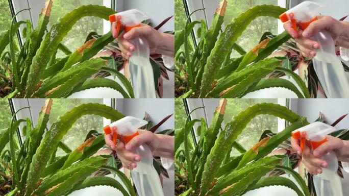 女人的手在花盆中喷洒仙人掌斯伦贝格拉。在窗台上喷洒盆花。室内植物护理。