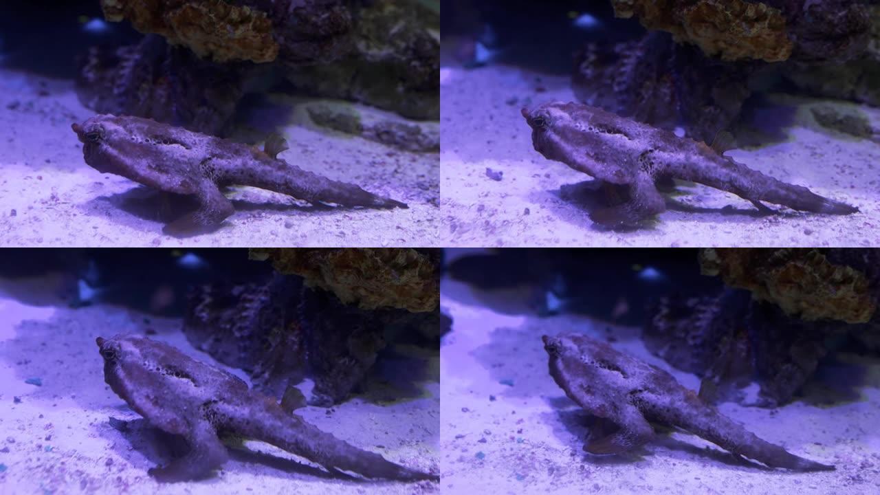 黑色蛙鱼在陆地上行走的特写镜头。