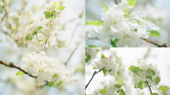 春天 白色海棠花