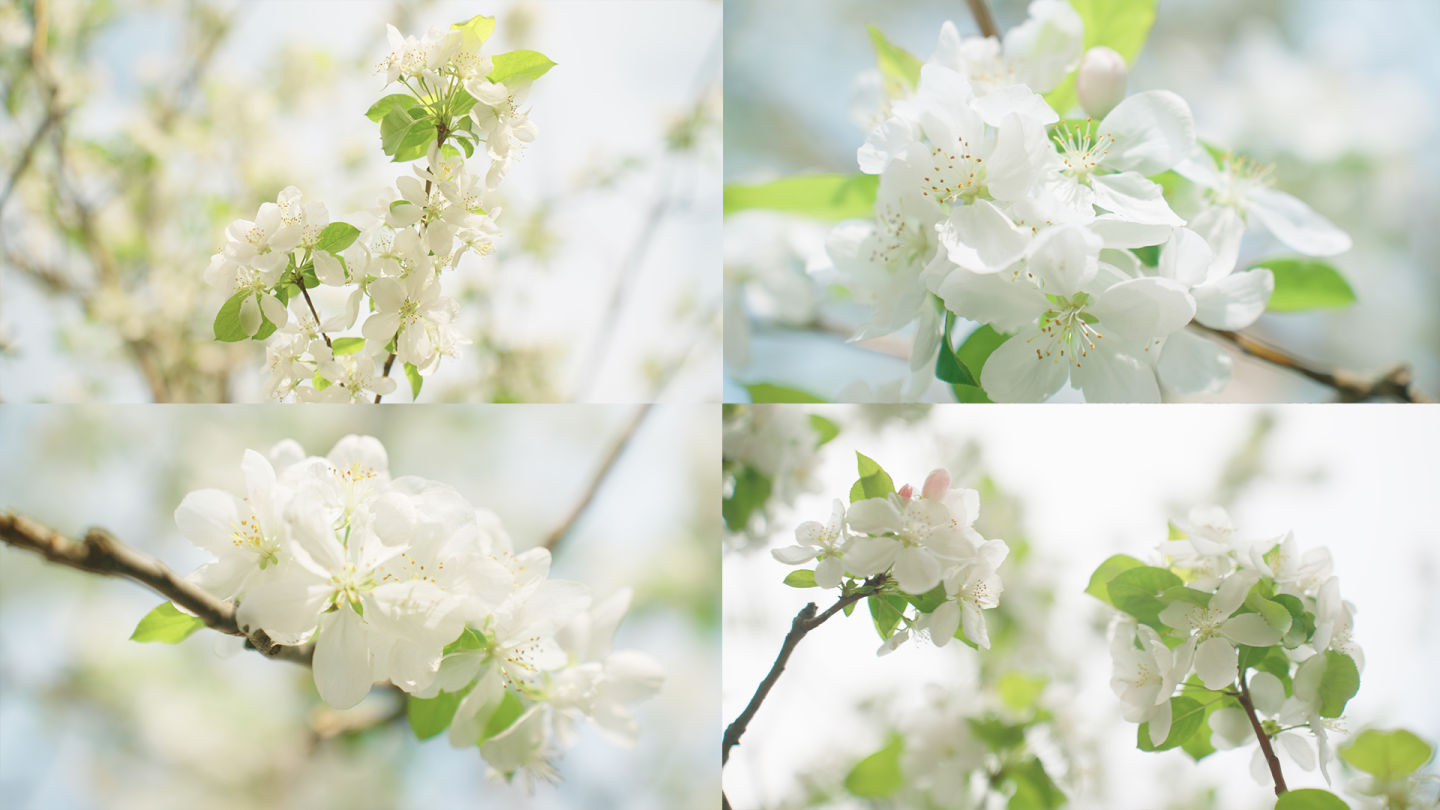 春天 白色海棠花