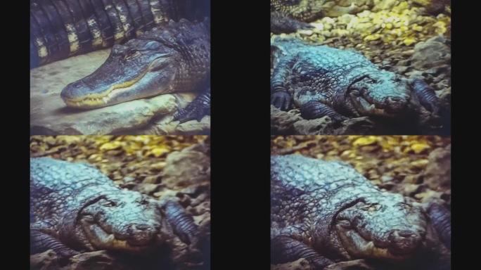 伦敦1977，鳄鱼在动物园