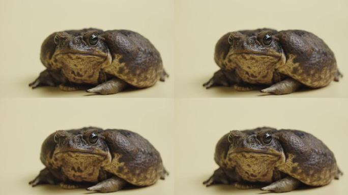 甘蔗蟾蜍，Bufo marinus，坐在工作室的米色背景上。犀牛码头或有毒蟾蜍是宠物动物园的。大型疣