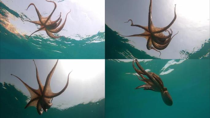野生章鱼张开双臂水下观察这种生物在地中海试图保护自己游泳
