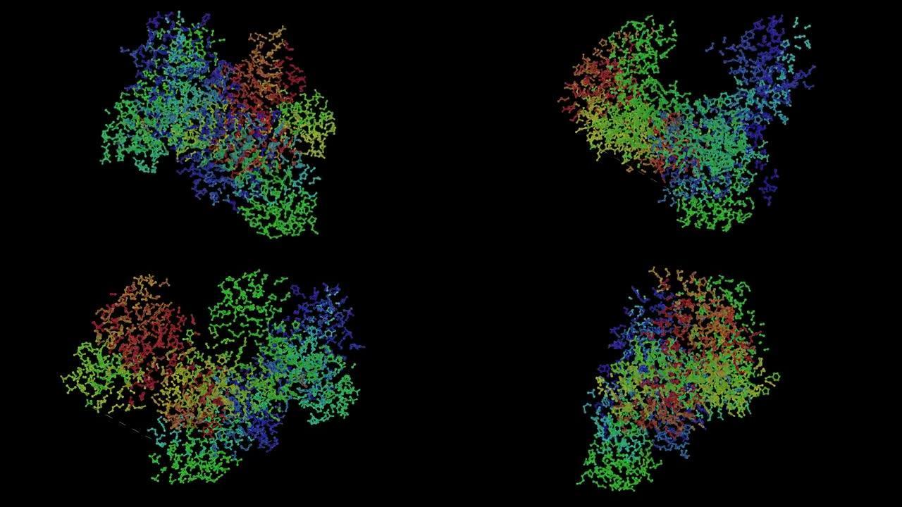 人类免疫缺陷病毒1型不对称的结构基础