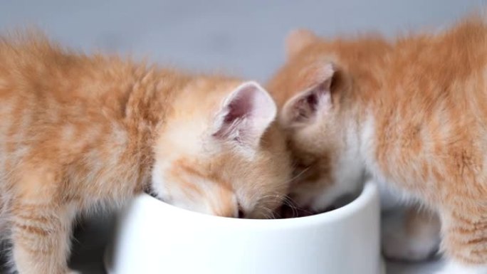4k特写两只小红姜条纹小猫吃白色碗小猫罐头猫粮。灰色地板上的湿小猫食品广告