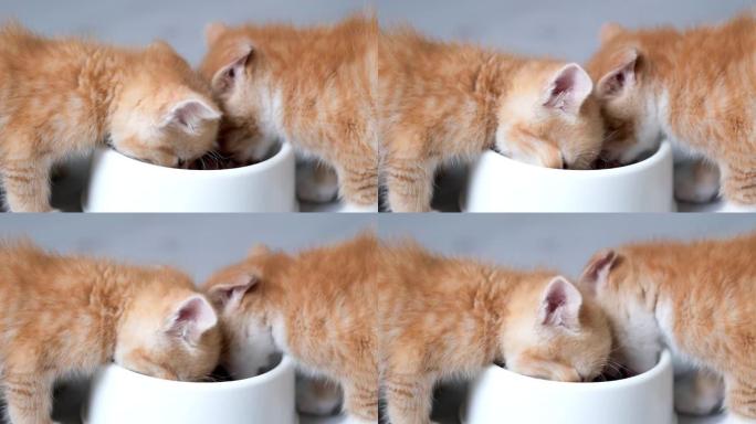 4k特写两只小红姜条纹小猫吃白色碗小猫罐头猫粮。灰色地板上的湿小猫食品广告