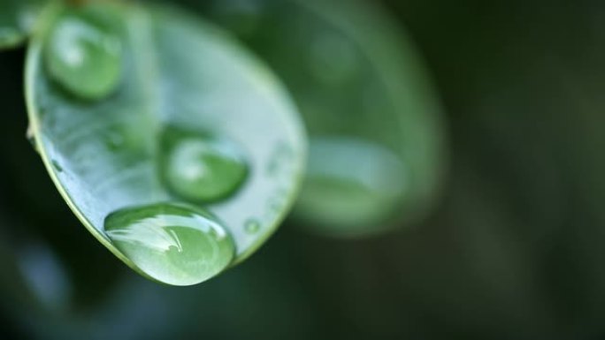 宏观拍摄水滴落在自然背景下的新鲜绿叶上。节约环境、清洁地球、生态、世界地球日的概念。