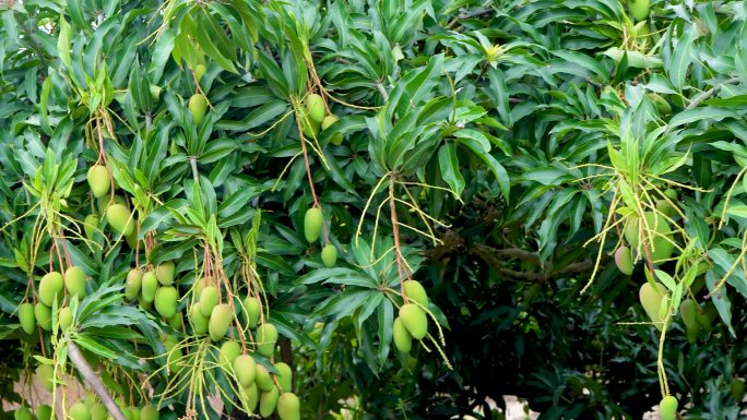 小台农芒果树