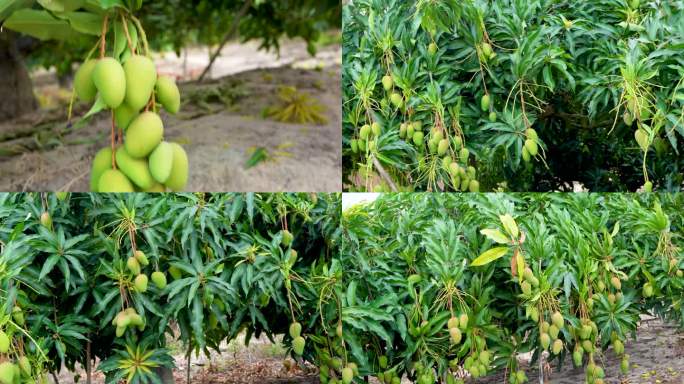 小台农芒果树