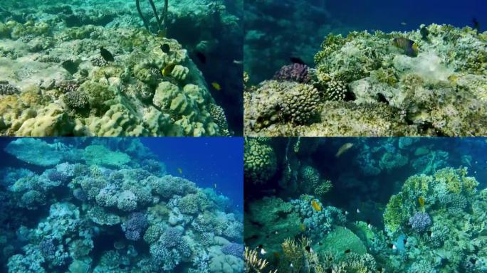 POV浮潜过度。珊瑚礁在红海水下五颜六色的热带鱼。热带色彩缤纷的海景。水下珊瑚礁。珊瑚礁场景。埃及。