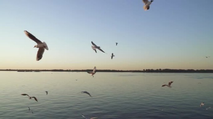 在夕阳的余晖中飞翔的海鸥