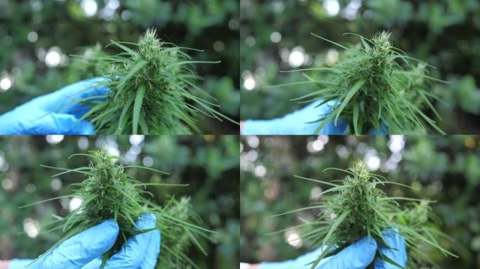 大麻的种植，大麻的种植，