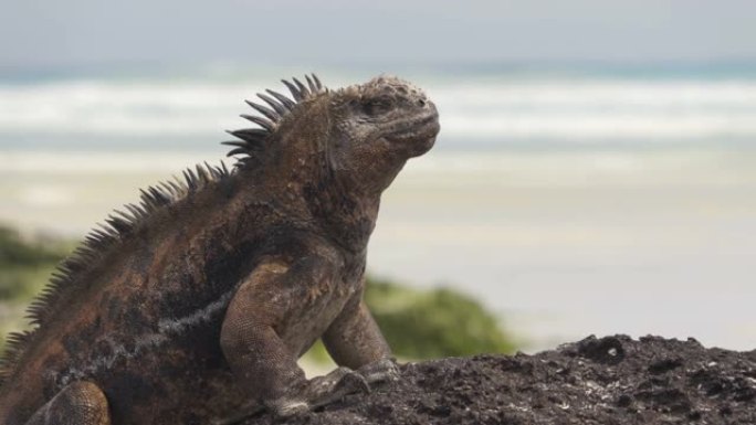 加拉帕戈斯鬣蜥在圣克鲁斯岛Tortuga湾海滩的岩石上晒太阳。海鬣蜥是加拉帕戈斯群岛动物、野生动物和