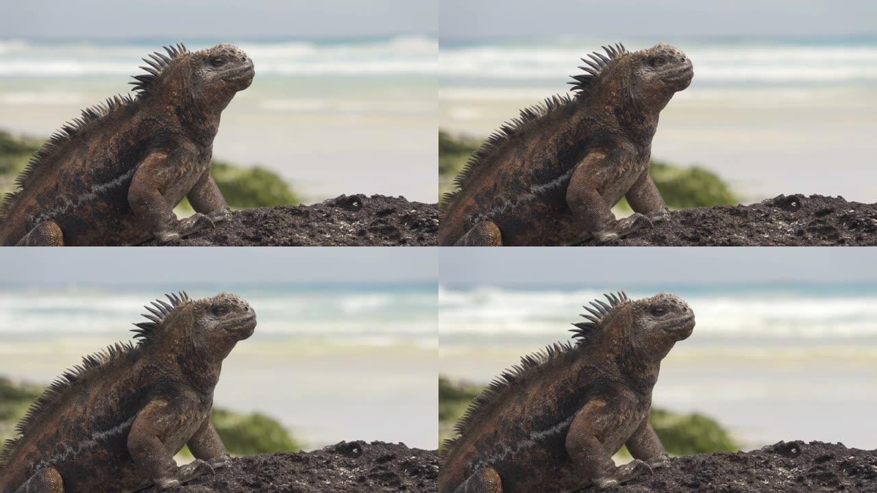 加拉帕戈斯鬣蜥在圣克鲁斯岛Tortuga湾海滩的岩石上晒太阳。海鬣蜥是加拉帕戈斯群岛动物、野生动物和