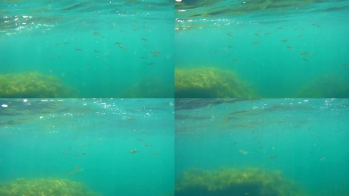 一群鱼在礁石之间的漩涡水面下游动