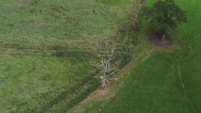 无人机射击从死树上拉开