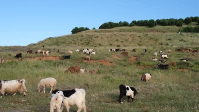 牧场上的绵羊和山羊群和飞鸟宰牲节