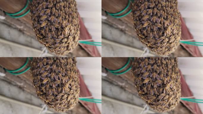 4K屋檐下的小蜜蜂在筑巢