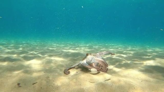 野生章鱼张开双臂水下观察这种生物在地中海试图保护自己游泳